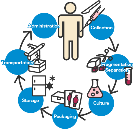 採取、調製、細断、加工、分離、培養、分離、濃縮、保存、搬送、投与、移植