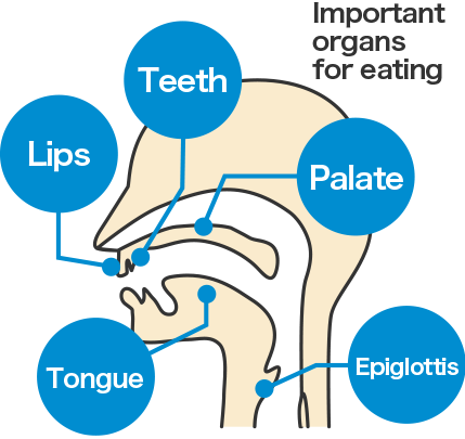 食べる際に重要な器官,歯,唇,口蓋,舌,喉頭蓋